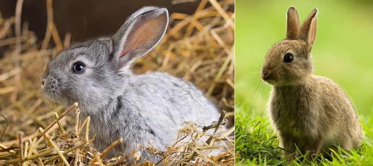 wat mogen konijnen eten en wat niet
